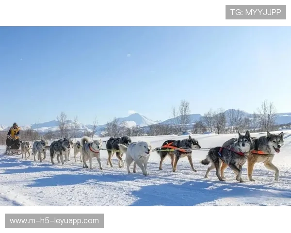 雪橇锦标:俄罗斯队稳居金牌榜,冲击新纪录!,俄罗斯雪橇犬 雪橇锦标:俄罗斯队稳居金牌榜,冲击新纪录!,俄罗斯雪橇犬
